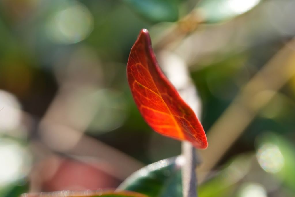 FE100mmF2.8Macro初撮り