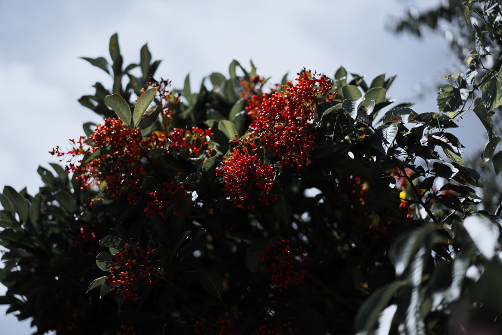 紅宝石