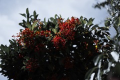 紅宝石