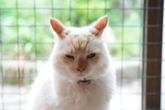 猫ー１