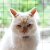 猫ー１