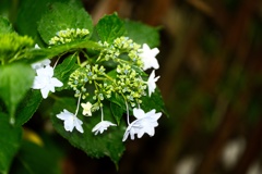 紫陽花−１