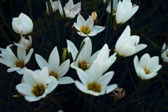 タマスダレ−２