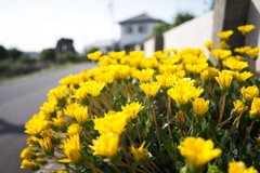 カザニア−４