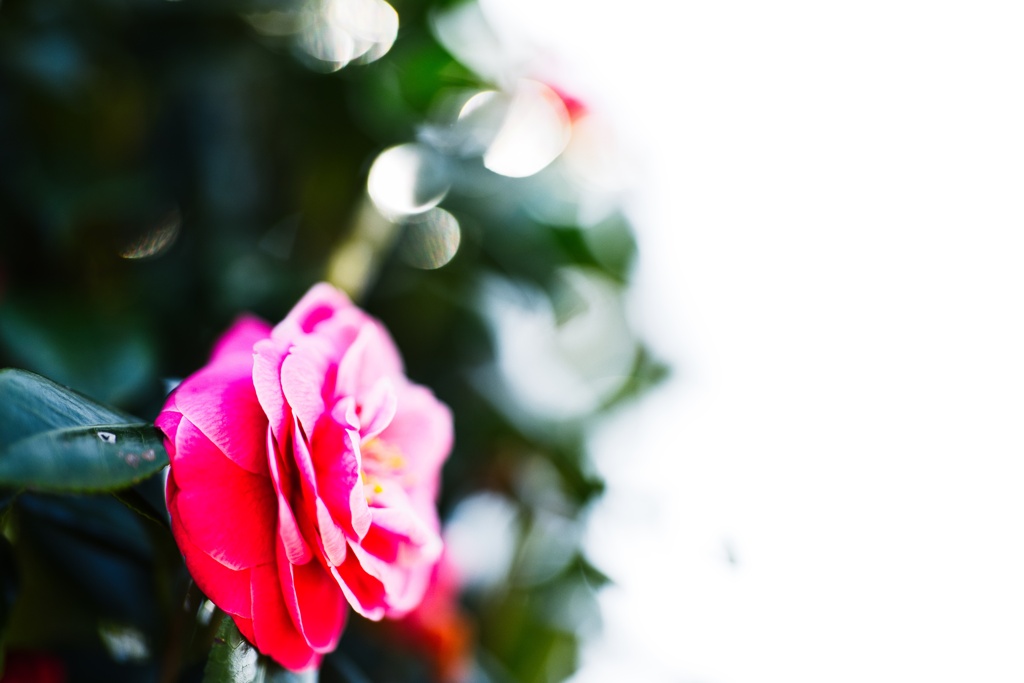 山茶花