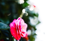 山茶花