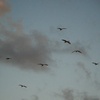 鷺の群