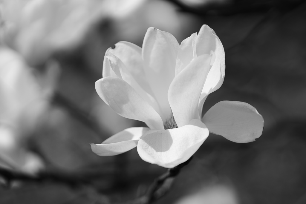 木蓮−２