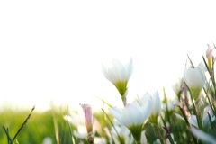 タマスダレ−１