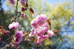 八重桜