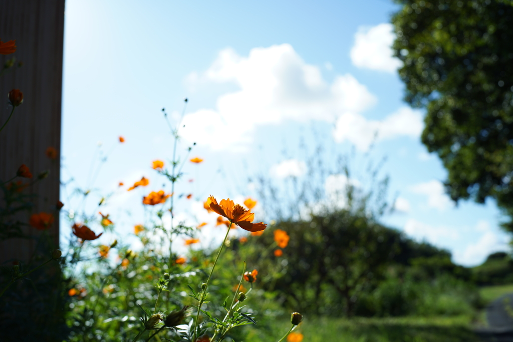 キバナコスモス−１