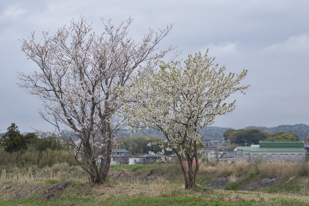 桜ノ木−１