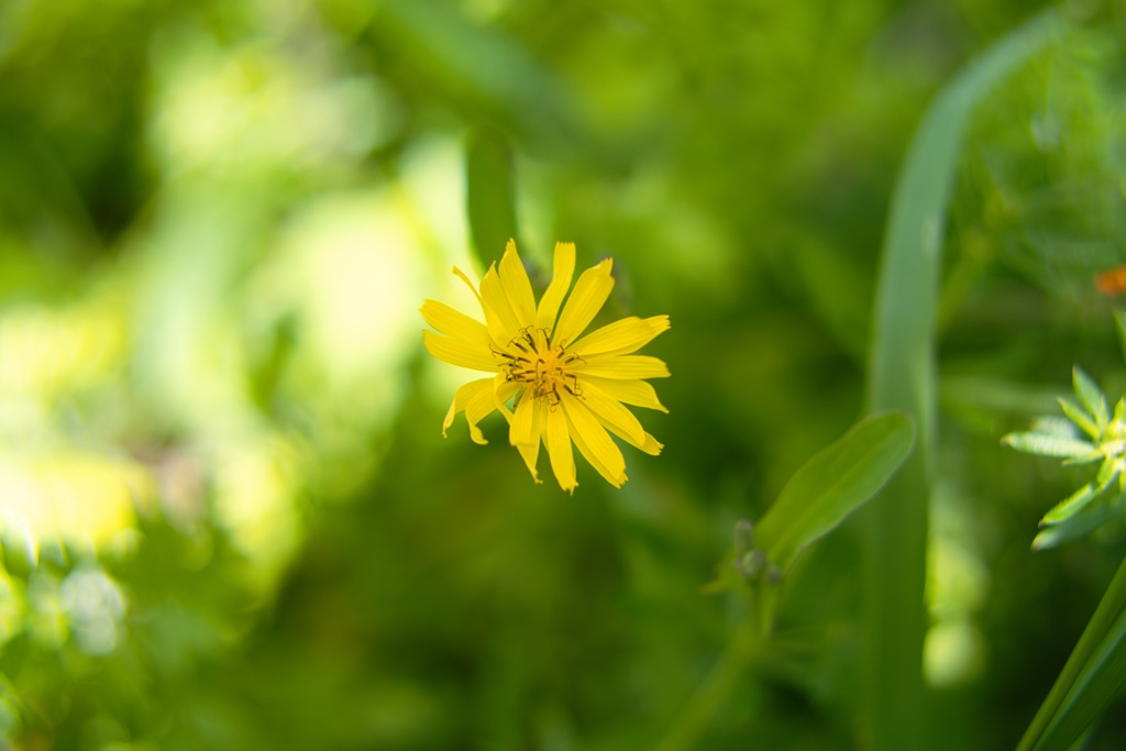 コオニタビラタ