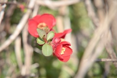 紅