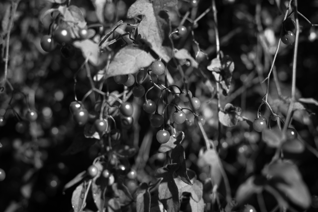 ヒヨドリジョウゴ