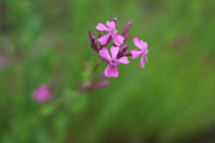 野花