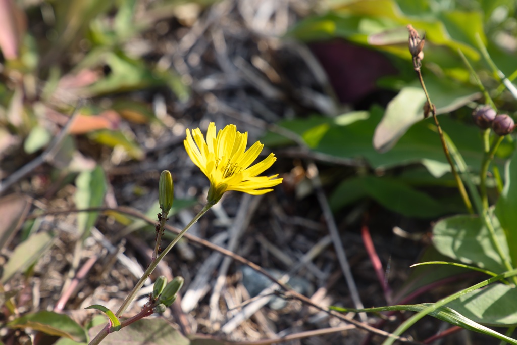 オニタビラコ−２