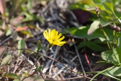 オニタビラコ−２