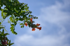 蒼空の下