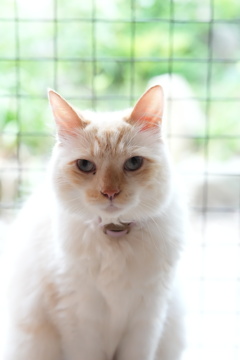 猫ー２