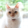 猫ー２