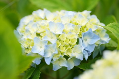 紫陽花