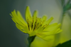 黄