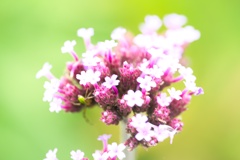 ヤナギハナガサ