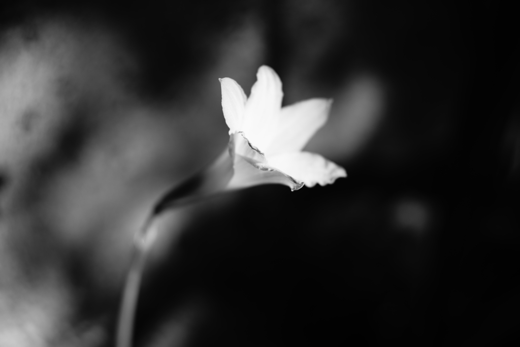 ユリ−５
