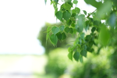 蒼葉