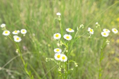 ヒメジョオン