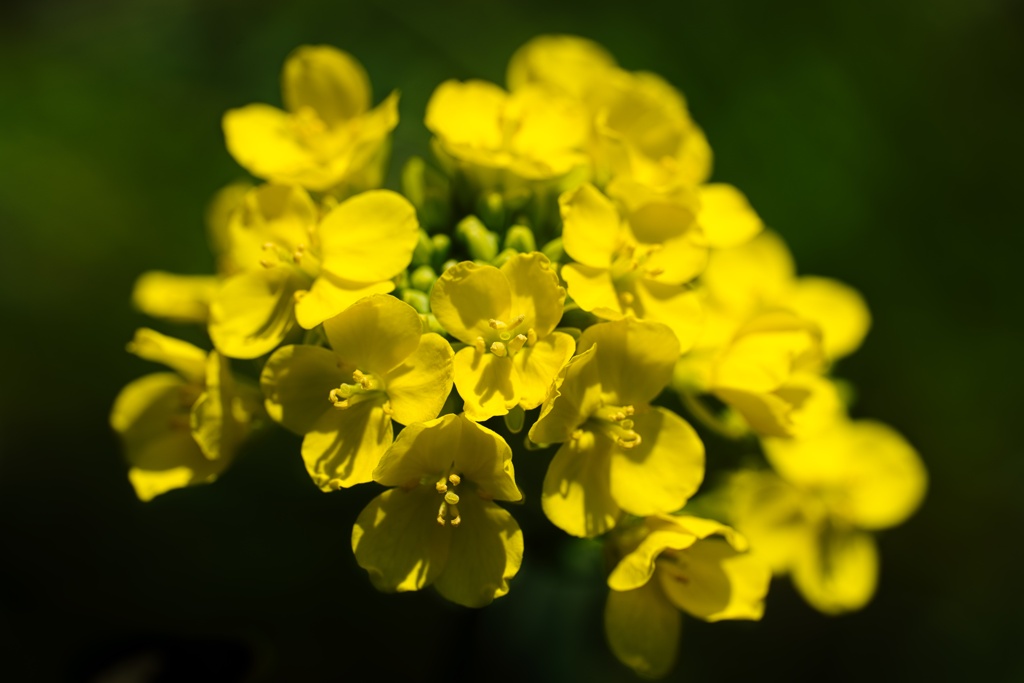 菜の花−２