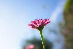百日草−４