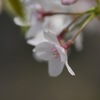 サクラ−２