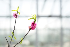 桃の花−１
