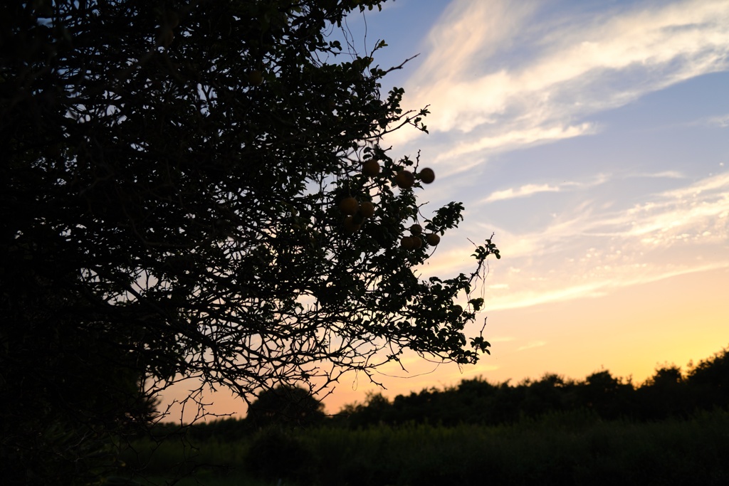 夕暮れ