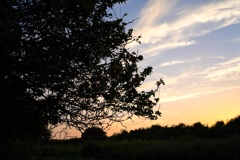 夕暮れ