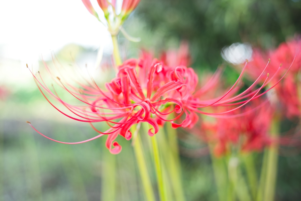 ヒガンバナ