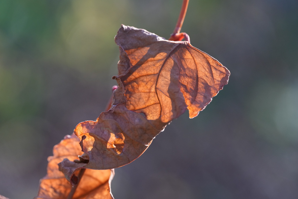 枯葉−１