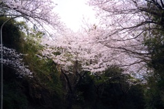 サクラ