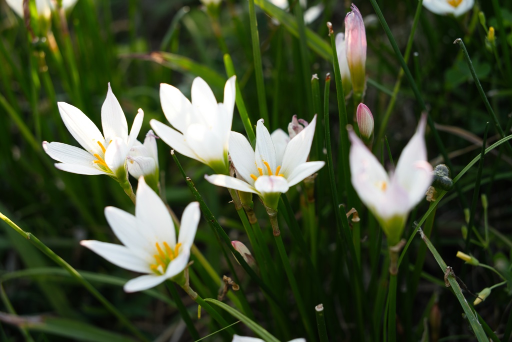 タマスダレ−１
