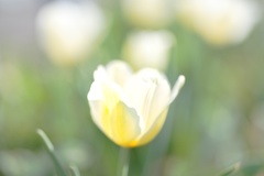 tulip
