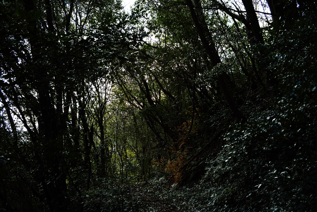 廃道