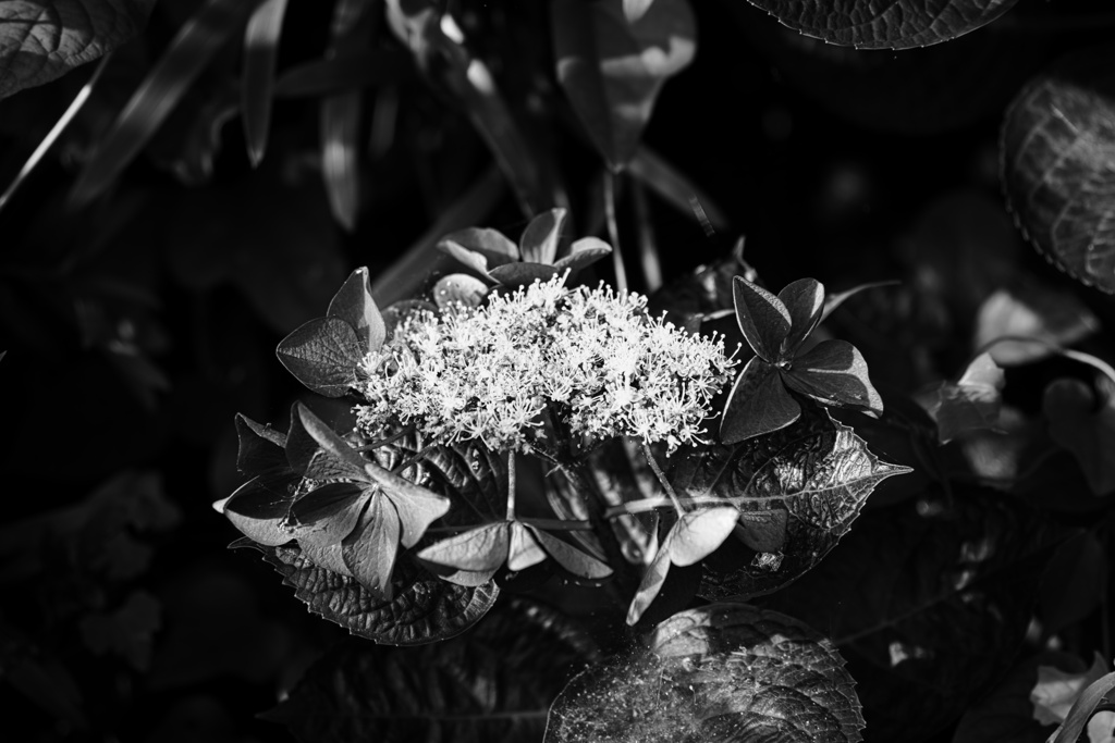 ガクアジサイ