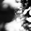 蜘蛛