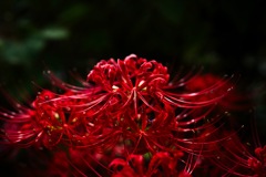彼岸花ー４