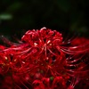 彼岸花ー４