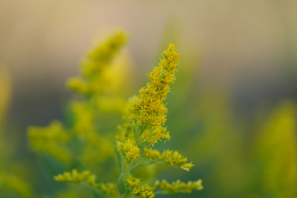 セイタカアワダチソウ