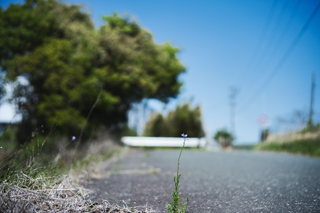 路上の花