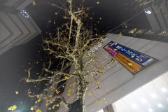 夜冬